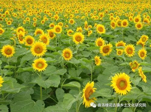 土壤的太阳,太阳能量与土壤肥力的奥秘