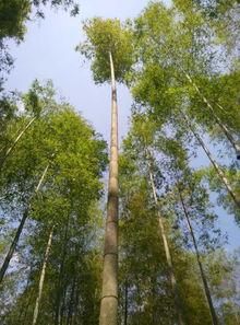 子规声声,子规声声唤新绿